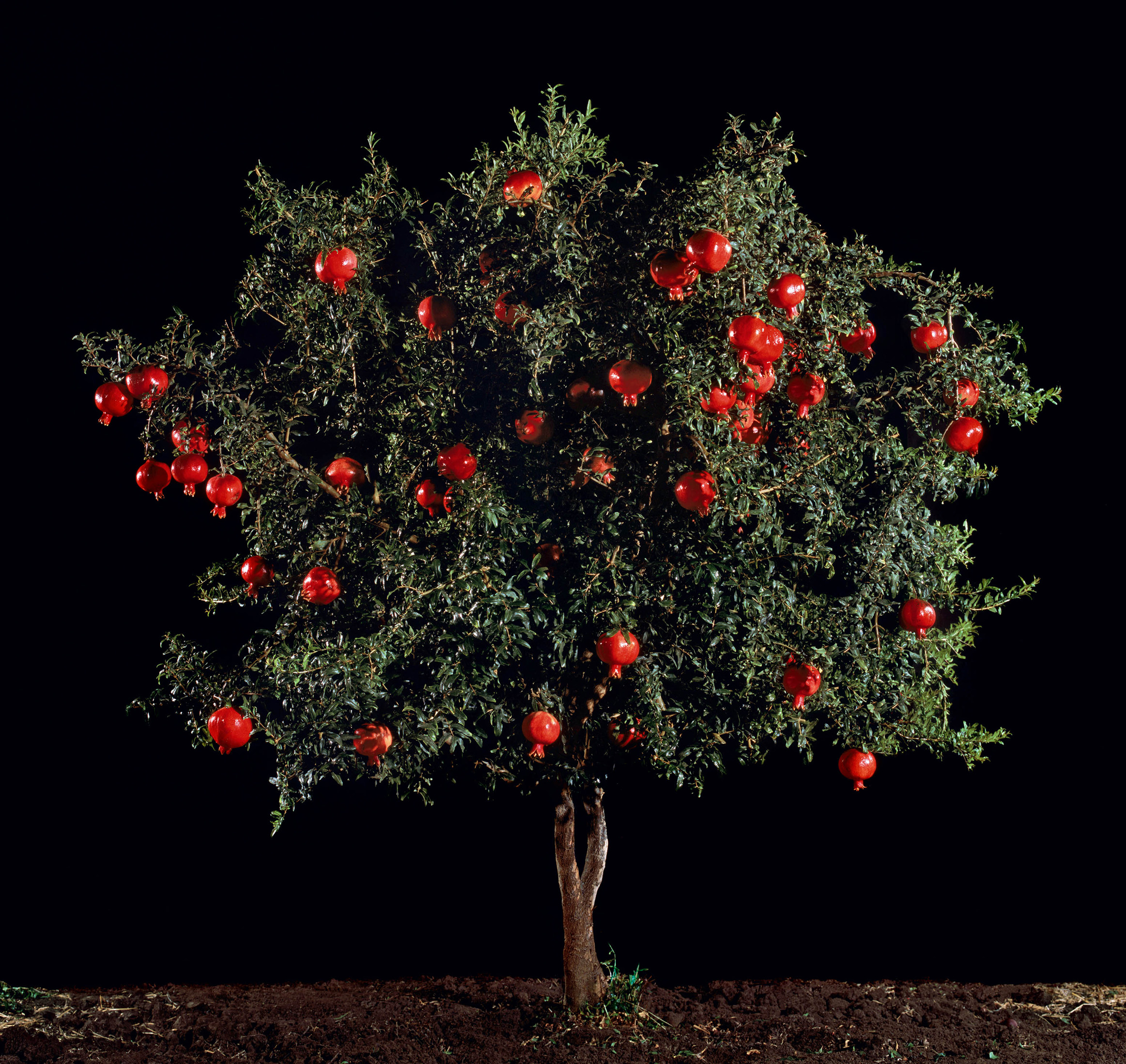 pomegranate1.jpg